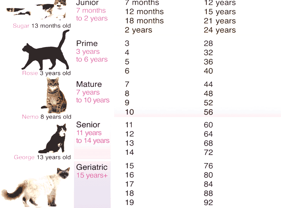 Кот возраст 1 год. Средний рост кота. 13 Лет кошке по человеческим меркам. Cat years to Human years. Котенок человеческие года.