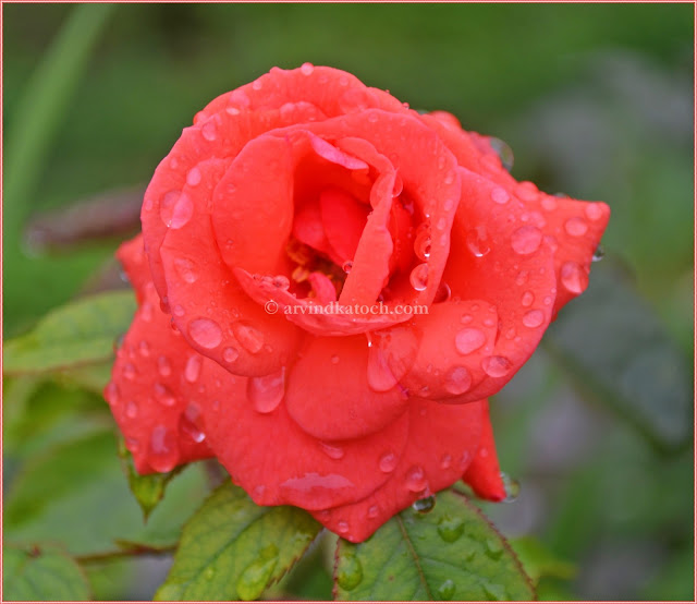 Rain Drops, Red Rose, Drops on Rose, Rainy Rose