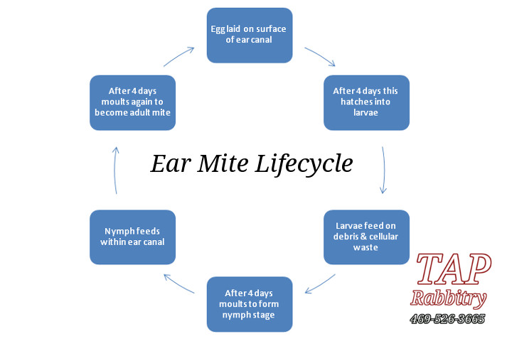 tractor supply ear mite treatment