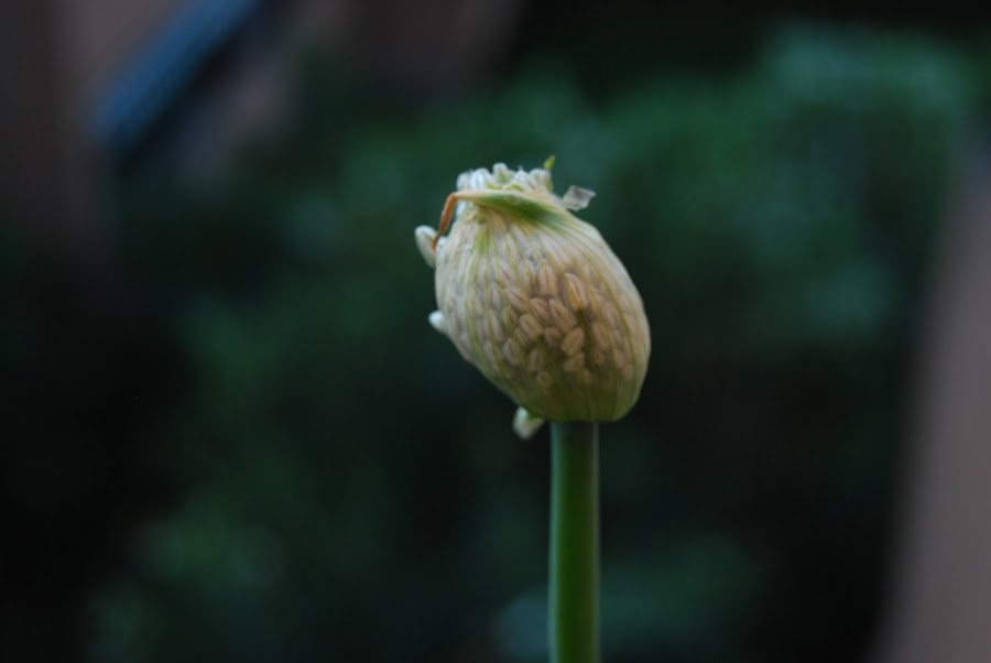 la elegancia de la flor de la cebolla