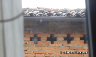 allocco picchio muratore uccelli rapaci birdwatching alla fattoria didattica dell ortica a Savigno Valsamoggia Bologna in Appennino vicino Zocca