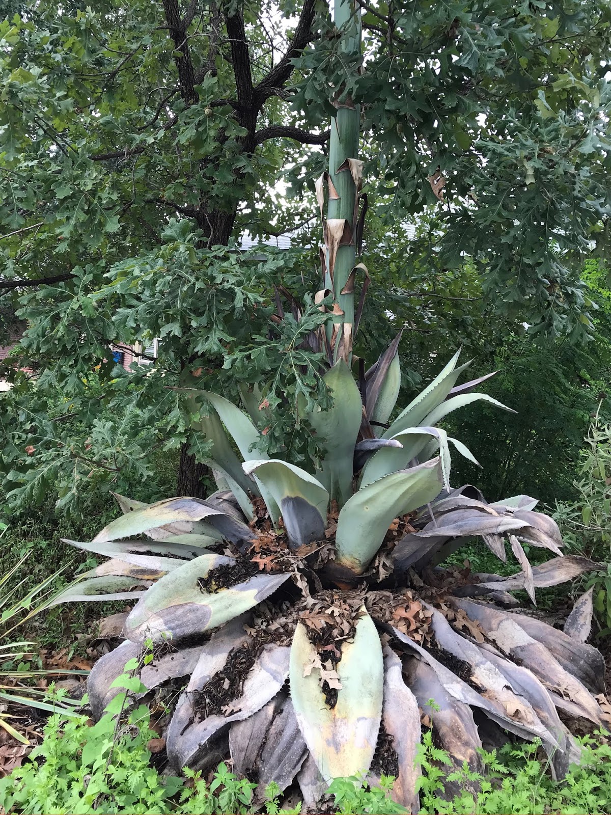 Shovelready project removing a dead agave