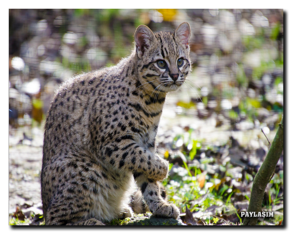 Порода кошки сканворд. Кошка Жоффруа Южная Америка. Чилийская кошка кодкод. Кошка Жоффруа (leopardus geoffroyi). Чилийская кошка (leopardus guigna.