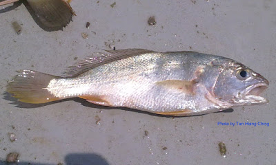 White Flower Croaker