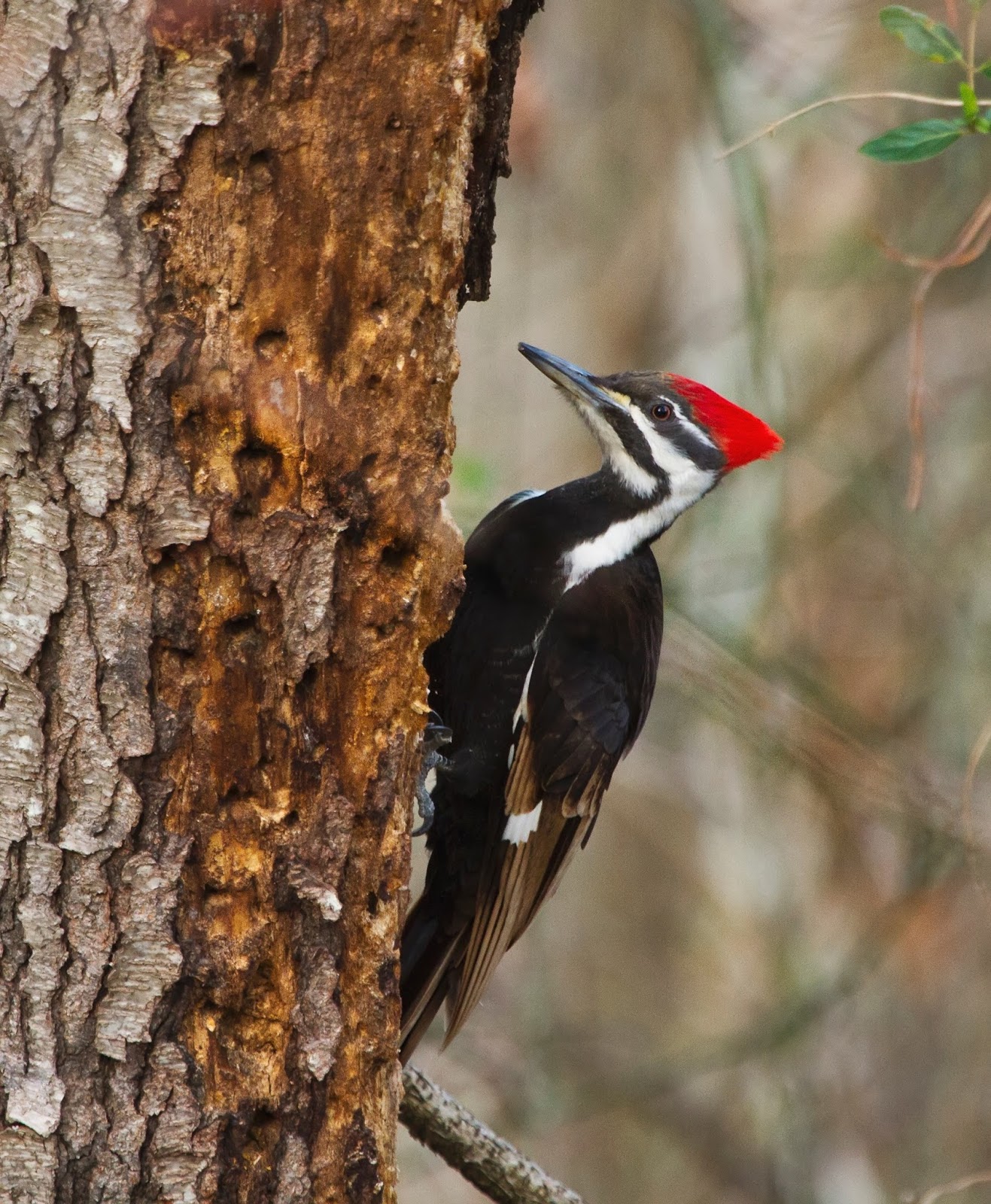 Picture of a pileated woodpecker. Picture of a pileated woodpecker.