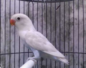 Jual Beli Love Bird Bagus Jenis Jenis Burung Love Bird Seri 2
