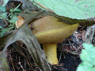 Suillus bovinus DSC68349