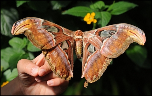 Mariposa-mas-grande-del-mundo