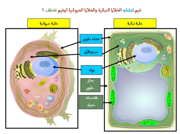 المقارنة بين الخلية النباتية والخلية الحيوانية