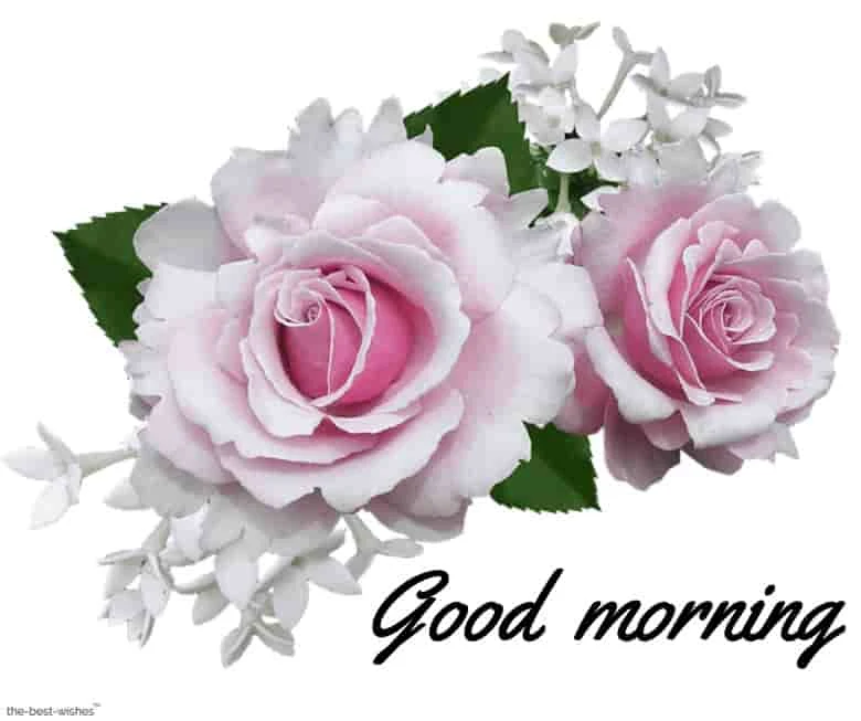 animated good morning pink rose