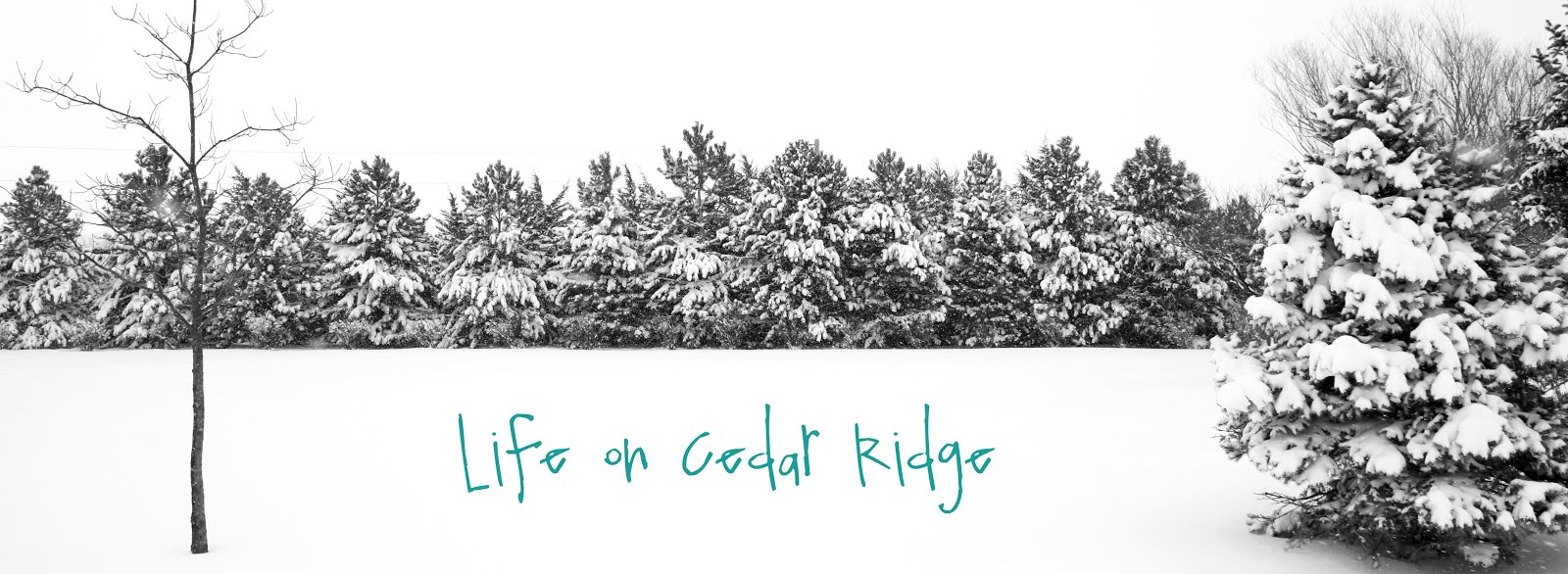 Life on Cedar Ridge