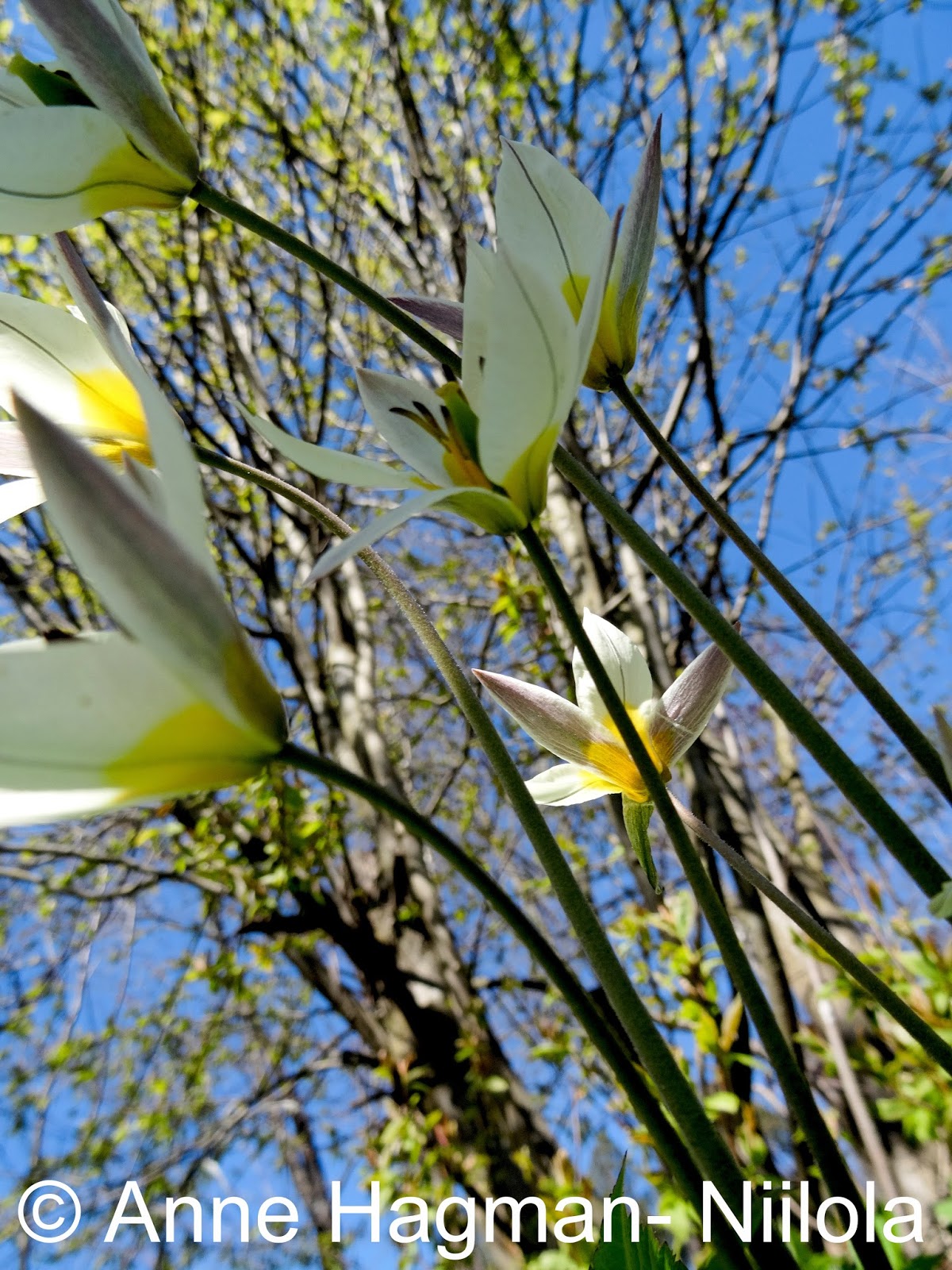 Annen jutut KUKKA flower