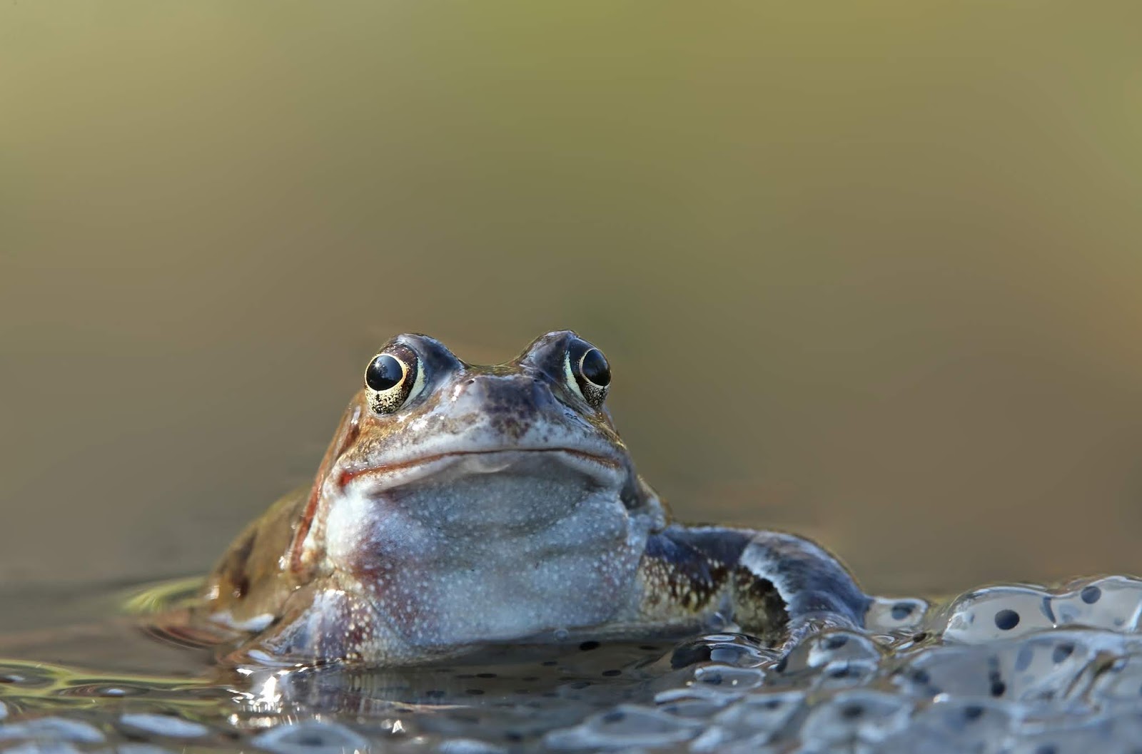 The early birder Common Frogs