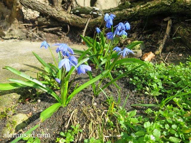 Scilla siberica, сцилла, пролеска, сибирская, цветы пролески, синие цветы, синий цвет у цветов, эфемероиды, луковичные, первые цветы, подснежники