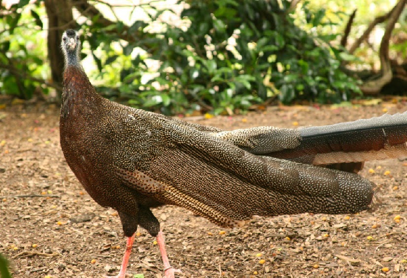 KUAU Raja ini merupakan burung khas Sumatera Barat Kuau Raja Burung Khas sumatera Barat