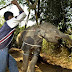 Baby elephants Tortured and Separated From Their Mothers to supply Thailand's tourism industry