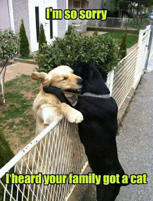 sorry I heard your family got a cat, black lab and golden retriever, golden retriever, golden retriever hugging, dogs hugging over fence