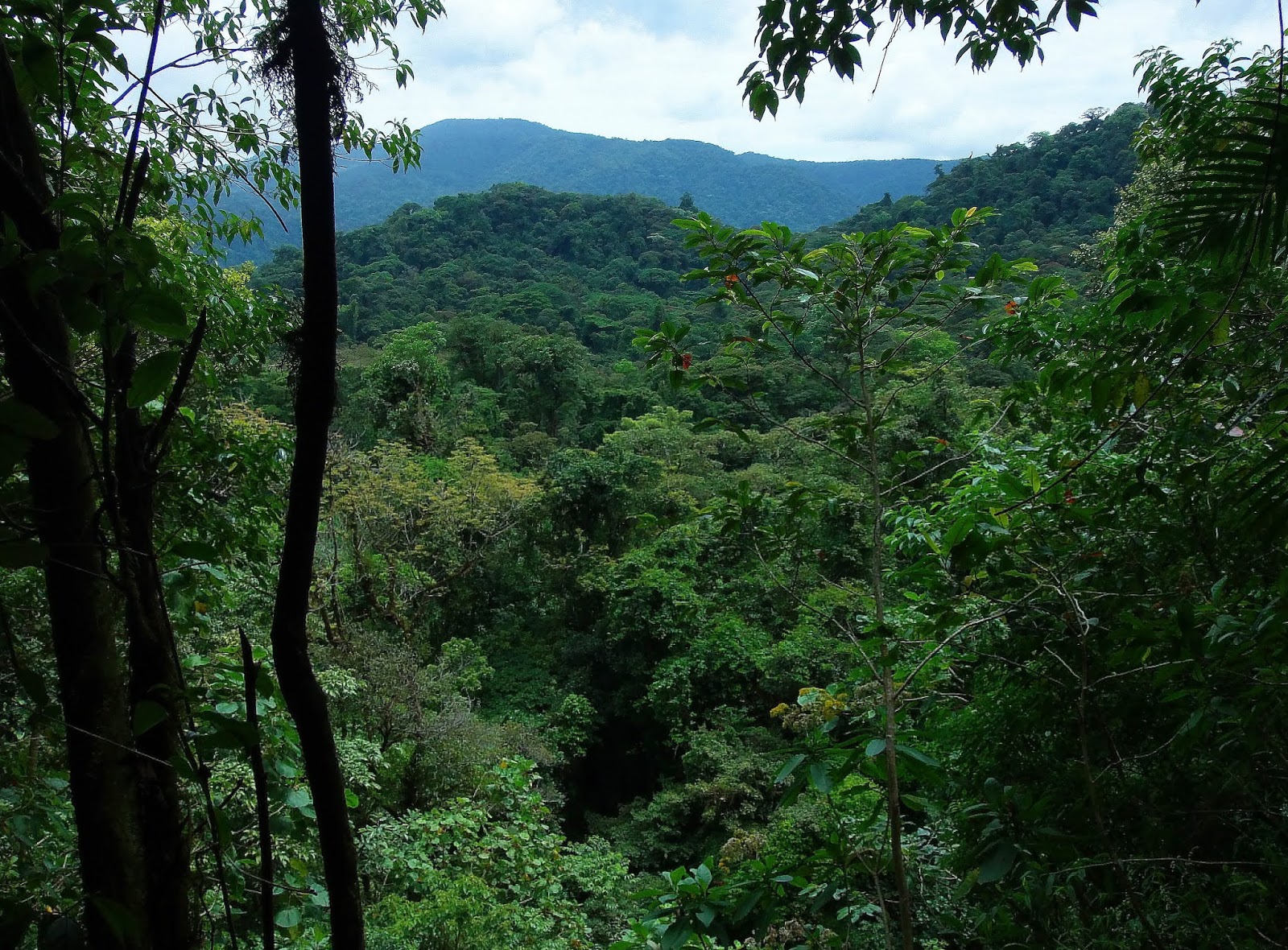 Ecosistemas De Costa Rica Bosque Eterno De Los Ninos