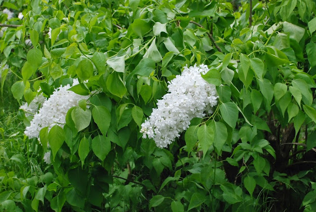 Arboretum w Kórniku, zielona metamorfoza, Lilak 'Liliana'