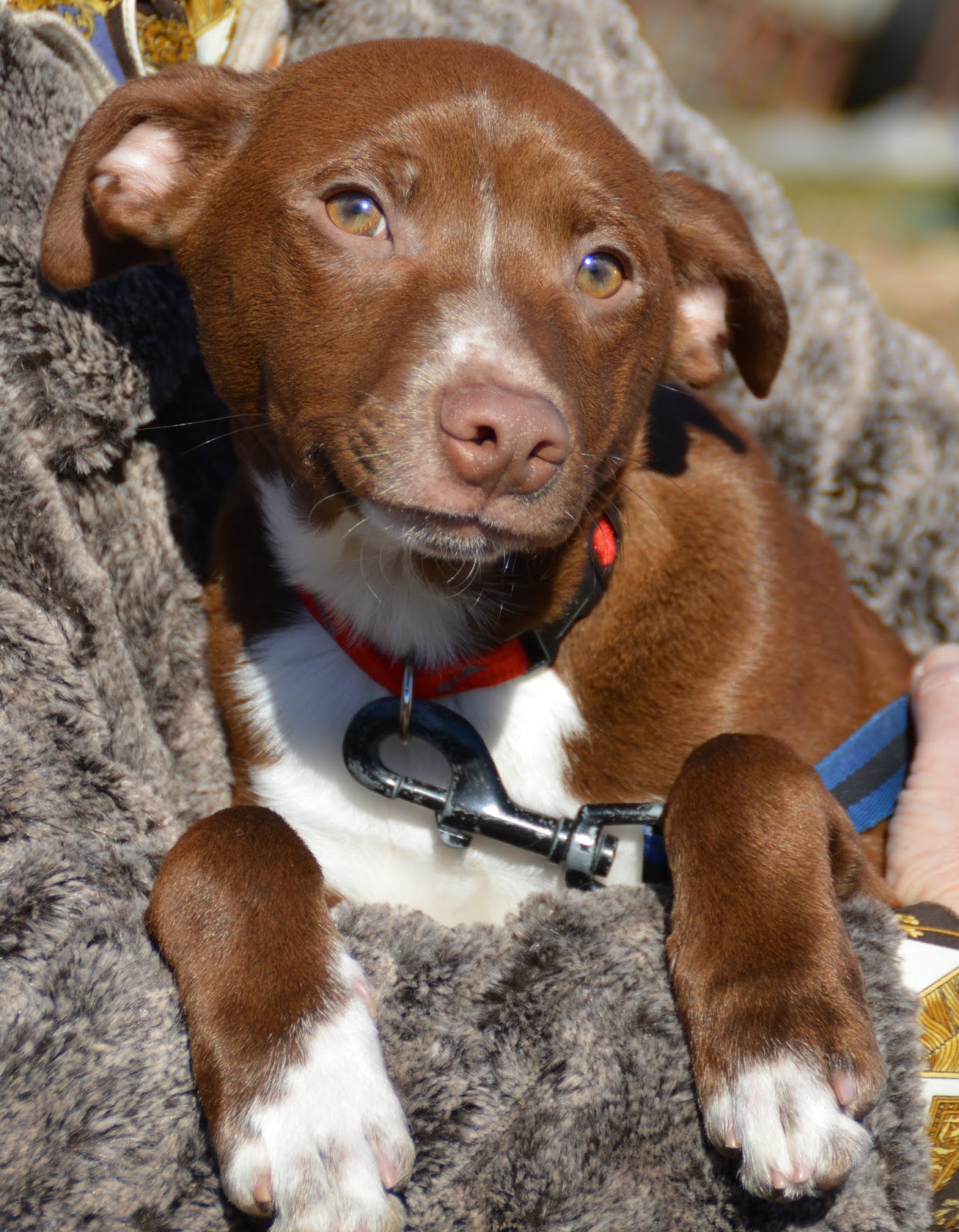 Hunde aus ZentralPortugal adoptieren Roy