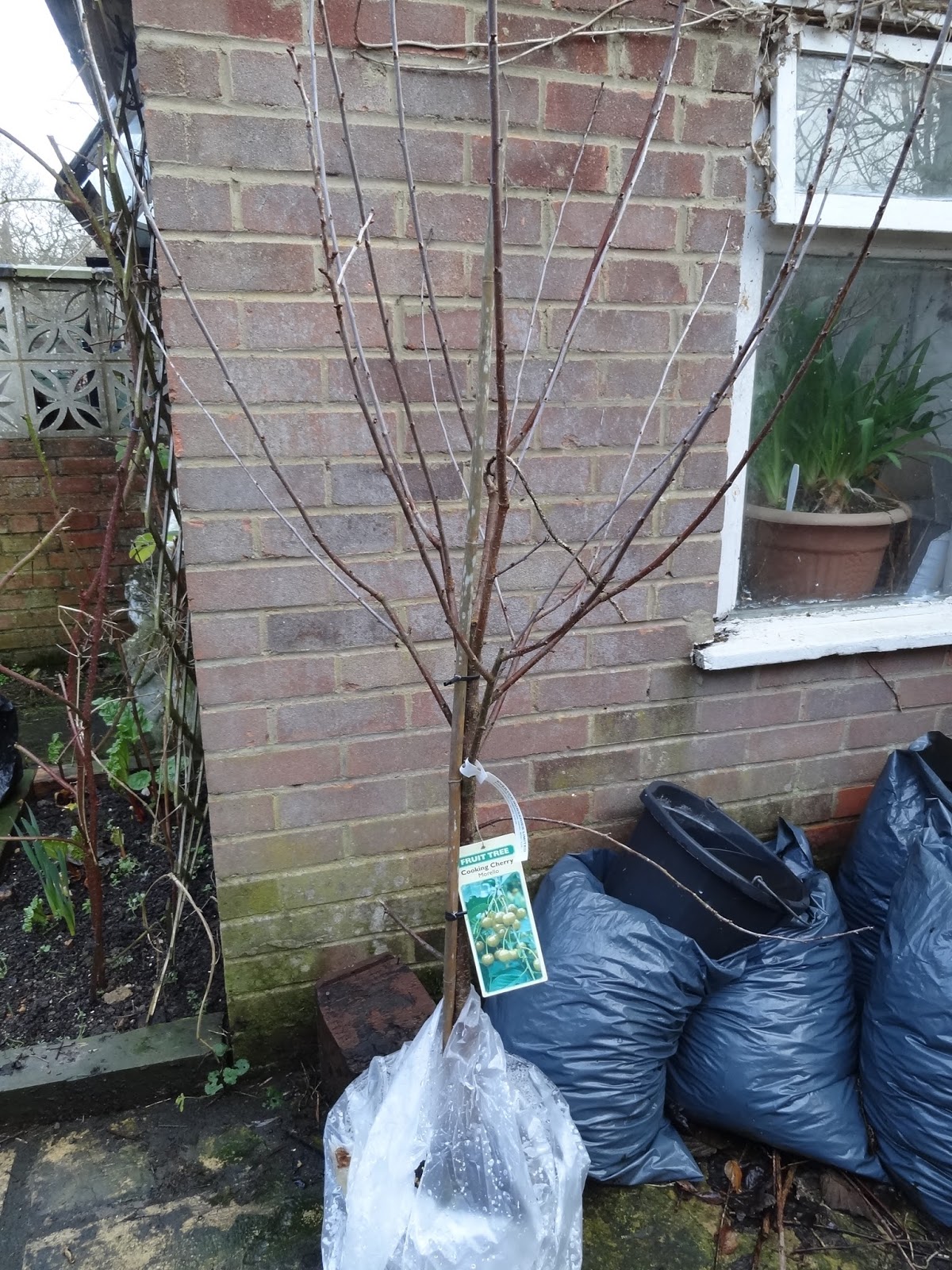 Down on the Allotment Morello Cherry Tree