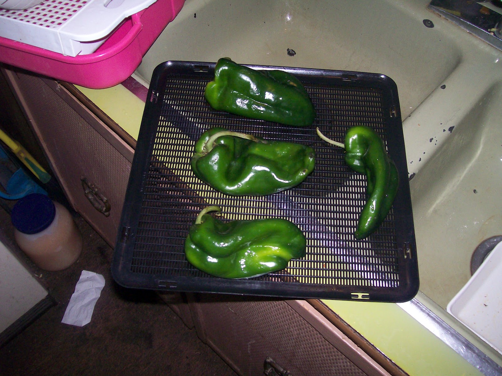 Dehydrating Way Beyond Jerky Dehydrating Whole Poblano Peppers