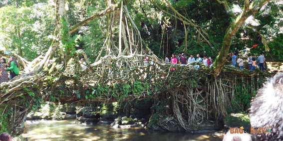 Living-Root-Bridge-Mawlynnong Living-Root-Bridge-Mawlynnong