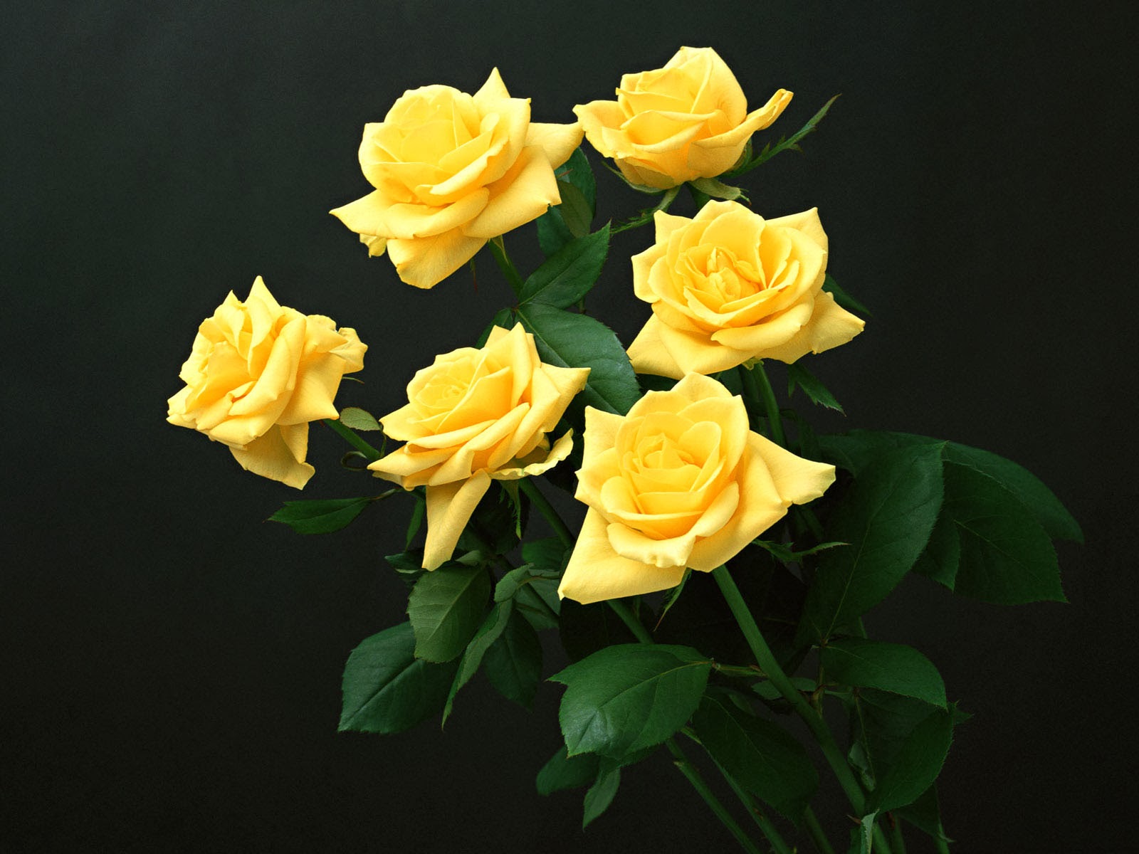 wallpapers: Yellow Rose Wallpapers