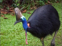  Senang sekali rasanya kali ini dapat kami bagikan artikel tentang Persebaran flora dan fa Persebaran Flora dan Fauna di Indonesia 