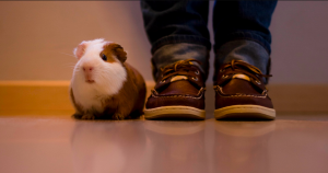 guinea pig standing next to owner