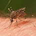Treatment and Prevention of Malaria in Hindi