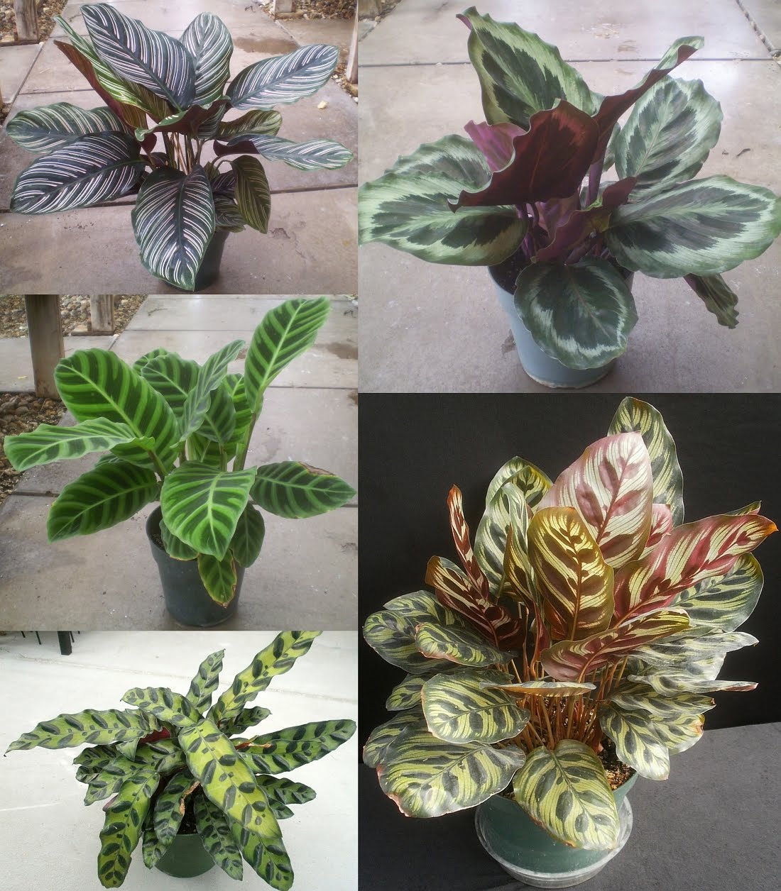 Plants are the Strangest People: 10/2/11 - 10/9/11