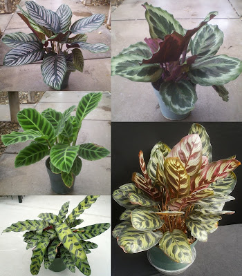 Plants are the Strangest People: 10/16/11 - 10/23/11