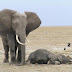 Elefantes selvagens dormem apenas 2 horas por dia!