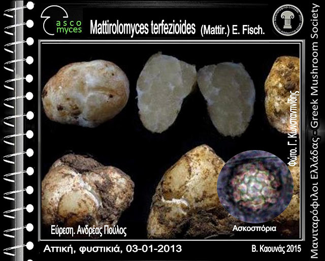 Mattirolomyces terfezioides (Mattir.) E. Fisch.