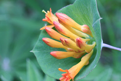 [Caprifoliaceae] - Lonicera ciliosa - Orange Honeysuckle