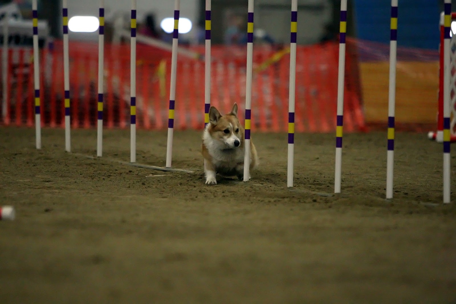 Agility on Stumps Wordless Wednesday Agility Fun!