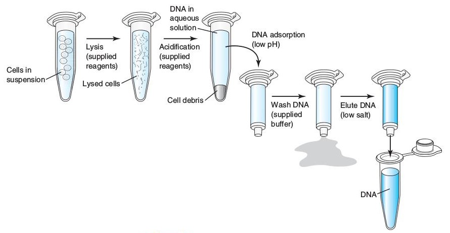 Biology Videos: Nucleic Acid Extraction - DNA isolation