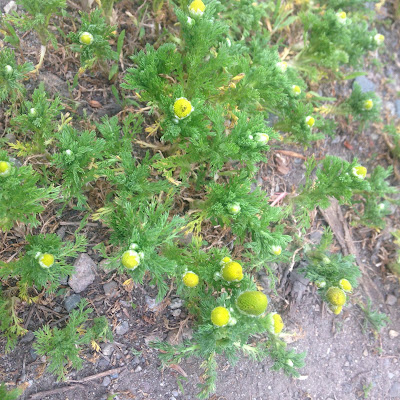 Pineapple Weed of the Composite Family of Wildflowers on Peters Hill at the Arnold Arboretum