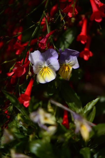 Violas, Russelia equisetiformis