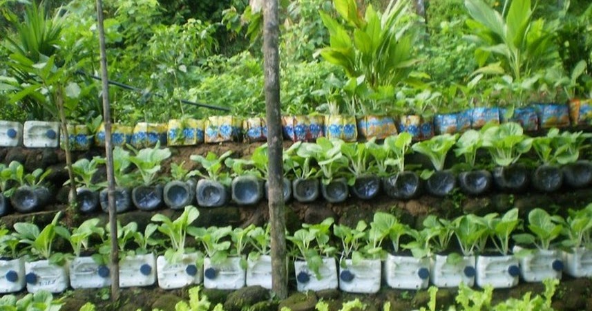 Davao City Lgu Institutionalizes Urban Container Gardening Ranao Star Davao City Lgu Institutionalizes Urban, What Is Urban Container Gardening