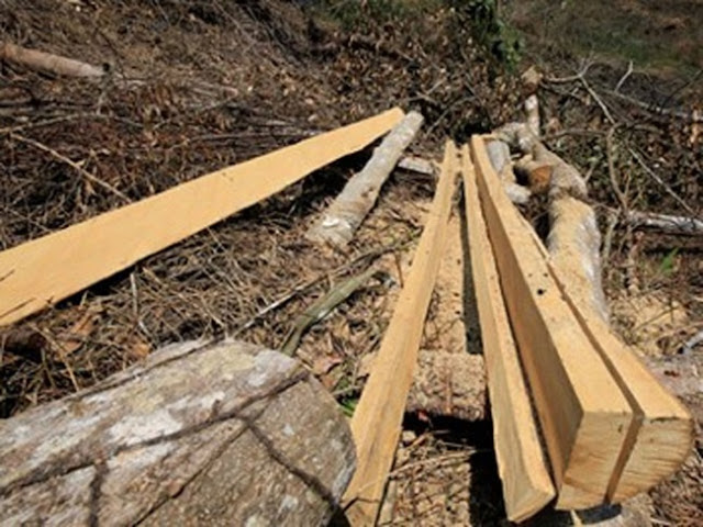 Một vụ phá rừng ngiêm trọng ở huyện Lâm Hà, Lâm Đồng.