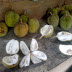 Cara Mengatasi Mabuk Durian