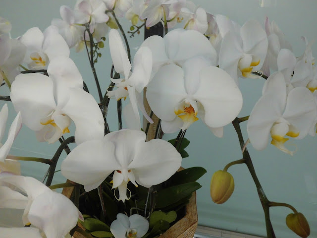 White Moon Orchid (Phalaenopsis amabilis), 