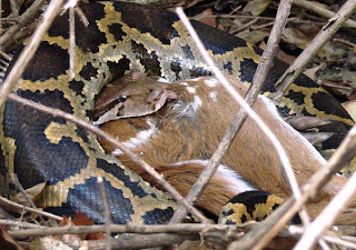 Python+with+Spotted+Deer.jpg
