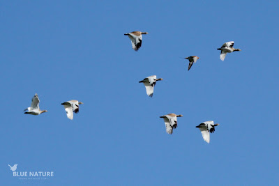 Macho de ganga ibérica entre sisones comunes - Pin-tailed sandgrouse male with little bustards (Pterocles alchata) Macho de ganga ibérica entre sisones comunes - Pin-tailed sandgrouse male with little bustards (Pterocles alchata)