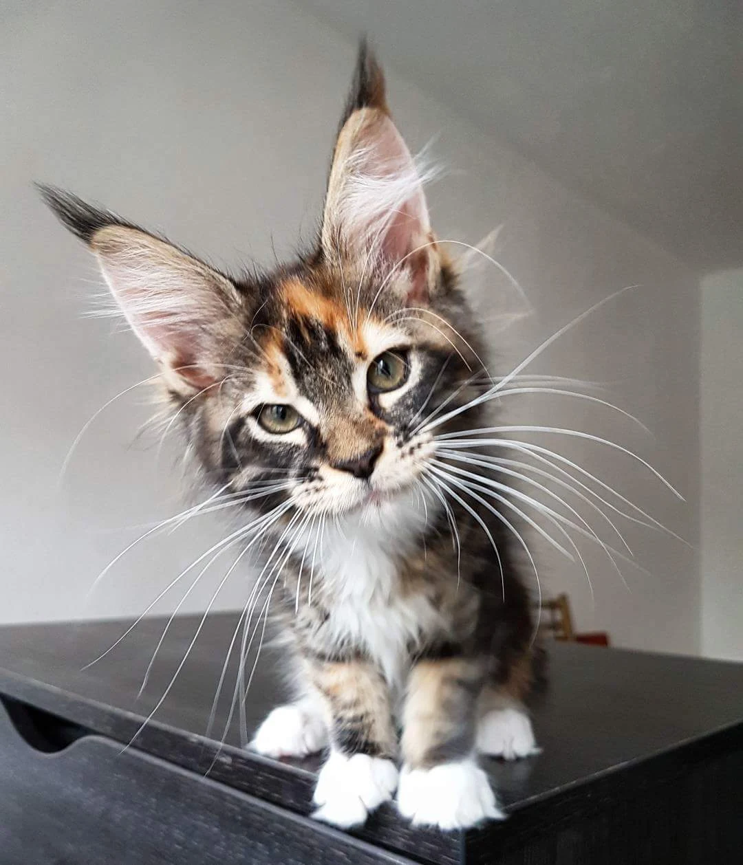 Funny cats - part 252 (40 pics + 10 gifs) | Amazing Creatures