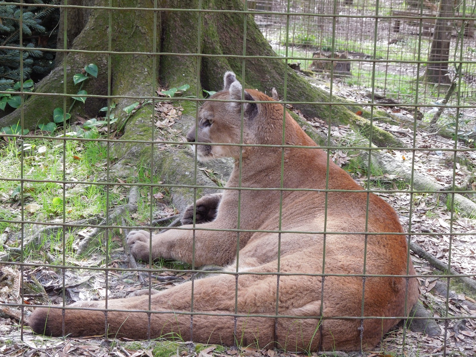 Sweet Escapes Big Cat Rescue