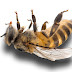 Mueren millones de abejas fumigadas en Quintana Roo