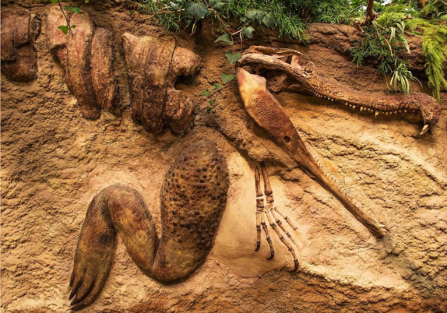 10 حقائق عن علم الحفريات حقائق,حقائق عن الحفريات,علم الحفريات,fossil,ديناصور,حفرية,أحفورة
